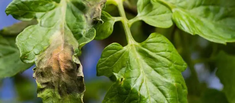 Copper Oxychloride Copper Oxychloride