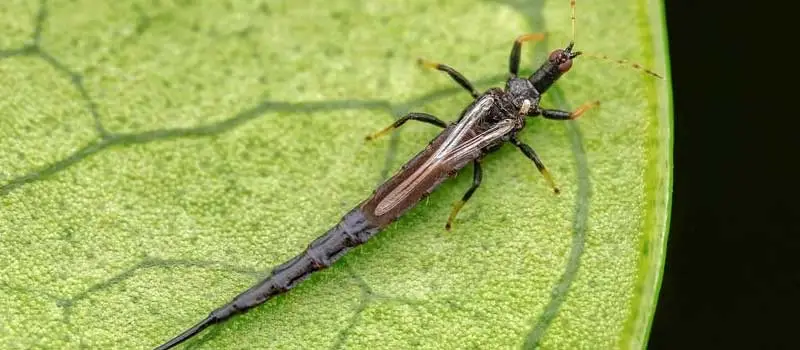 Thiocyclam Hydrogen Oxalate