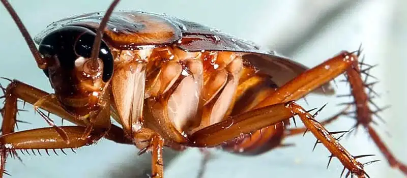 Fly Killer Powder Fly Killer Powder