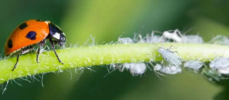 bifenthrin bifenthrin