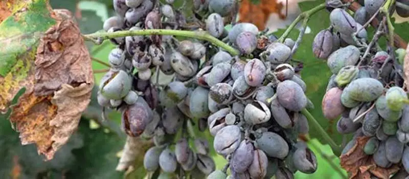 Copper Oxychloride Copper Oxychloride