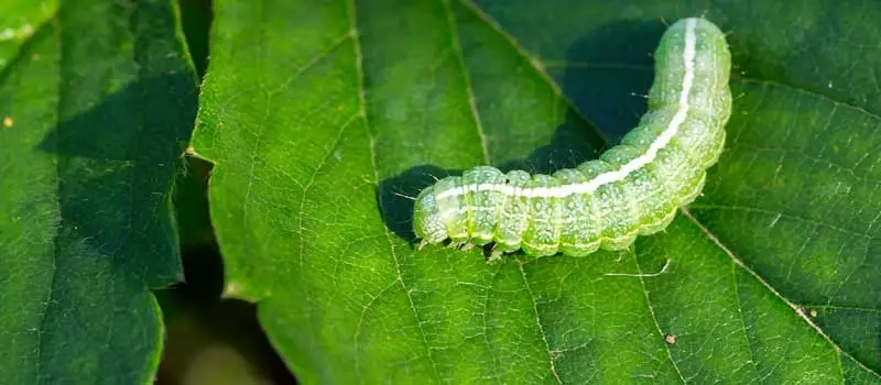 thiocyclam hydrogen oxalate