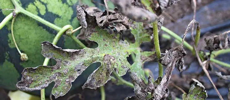 Difenoconazole Difenoconazole