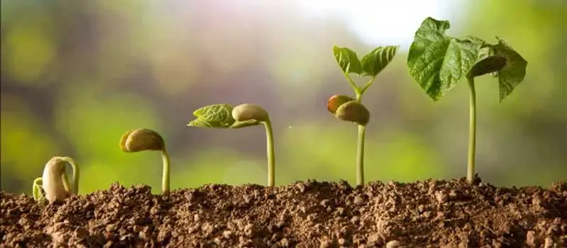 GA3 Gibberellic Acid