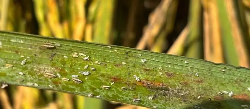 Azoxystrobin Difenoconazole Azoxystrobin Difenoconazole