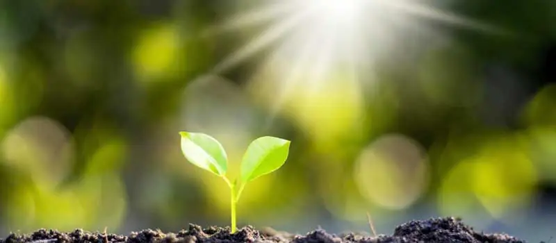 Chlormequat chloride Chlormequat chloride