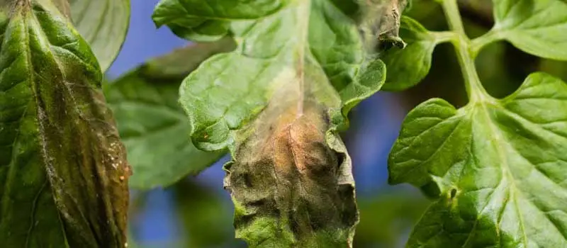 Azoxystrobin Azoxystrobin