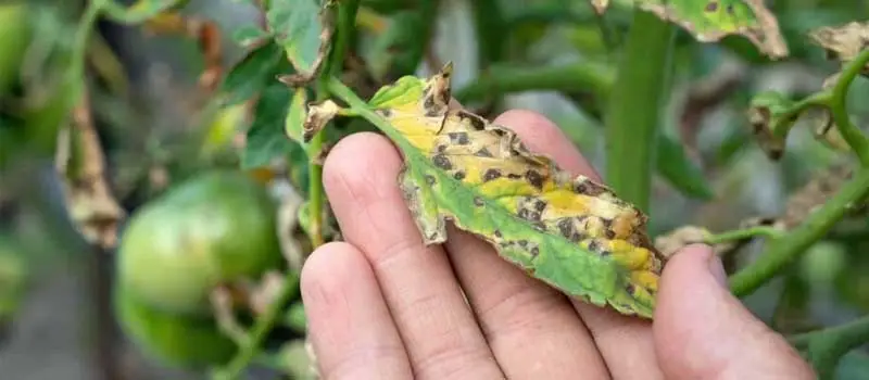 carbendazim carbendazim