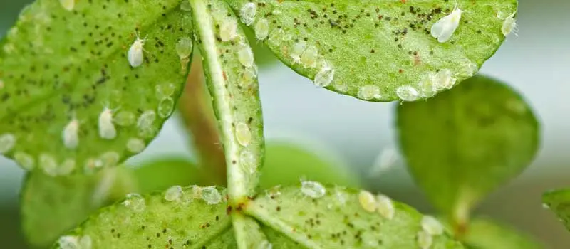 Pirimiphos-Methyl Pirimiphos-Methyl