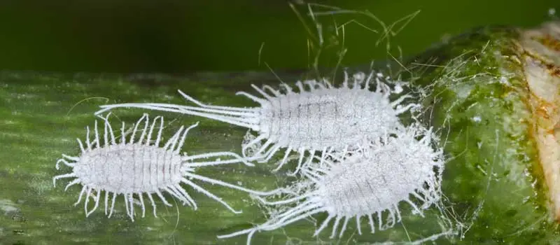 Chlorantraniliprole Chlorantraniliprole