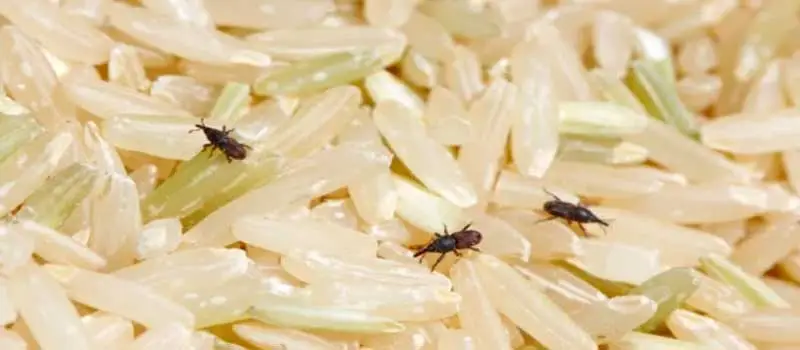 lambda-cyhalothrin lambda-cyhalothrin