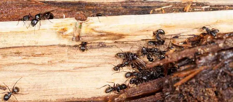 cypermethrin cypermethrin