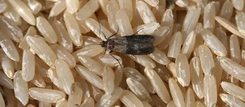 lufenuron lufenuron