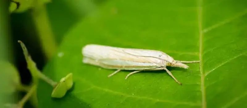 indoxacarb indoxacarb