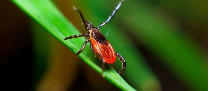 Nitenpyram Nitenpyram