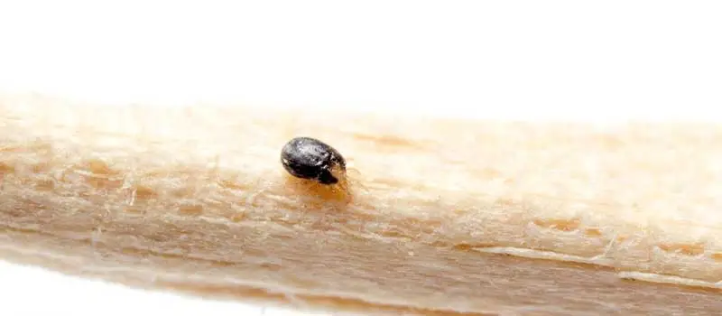 Clofentezine Clofentezine