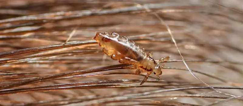 Pyriproxyfen Pyriproxyfen