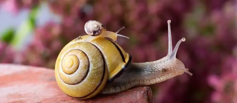 Metaldehyde Metaldehyde