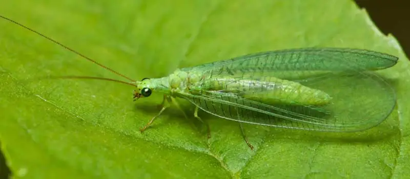 Thiocyclam Hydrogen Oxalate Thiocyclam Hydrogen Oxalate