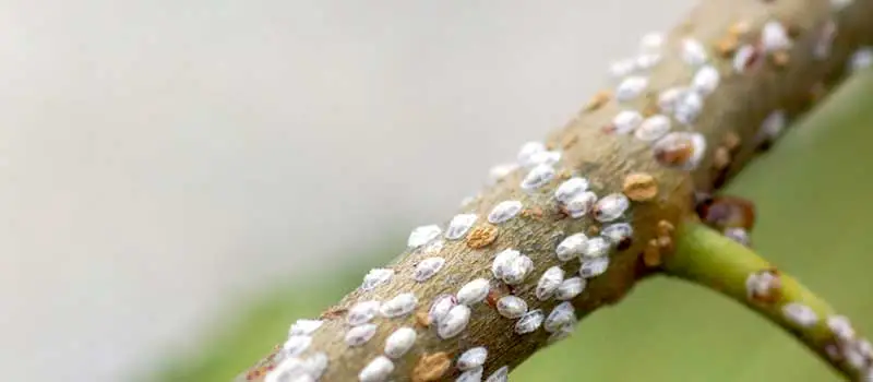 Pyriproxyfen Pyriproxyfen