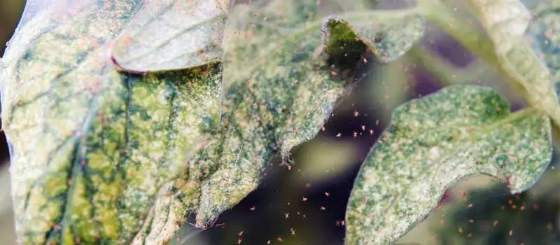 Thiocyclam Hydrogen Oxalate