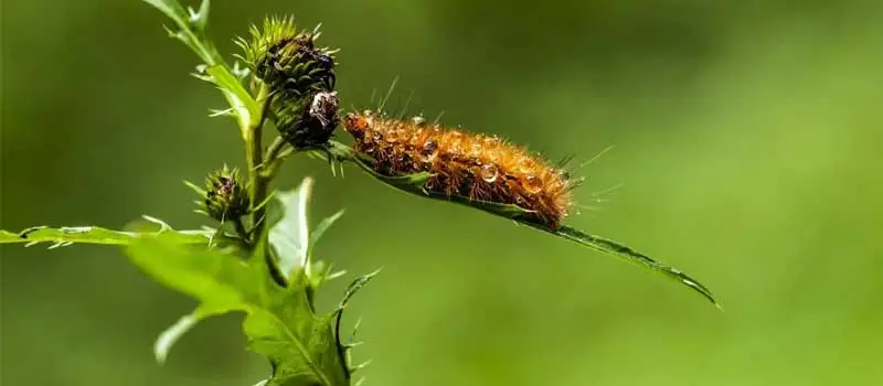 Buprofezin Buprofezin