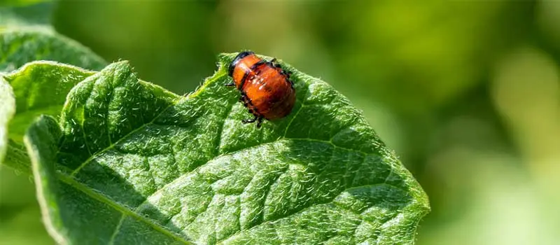 Thiamethoxam Thiamethoxam