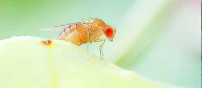 Pyriproxyfen