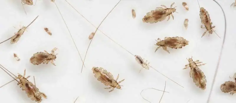 Pyriproxyfen Pyriproxyfen