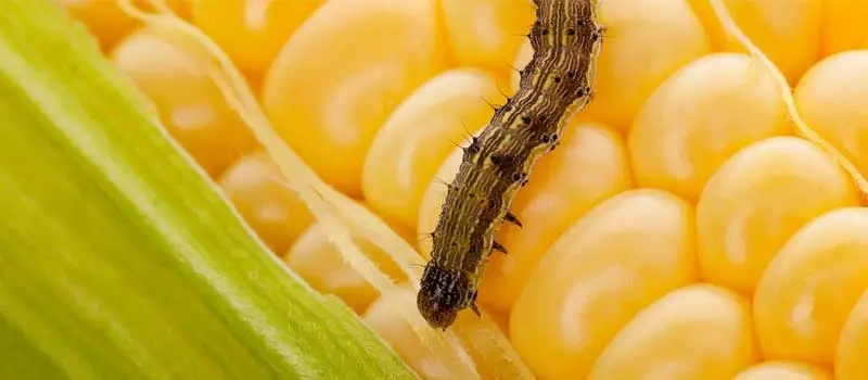 https://www.hontaibiotech.com/insecticide/carbaryl-50-acaricide https://www.hontaibiotech.com/insecticide/carbaryl-50-acaricide