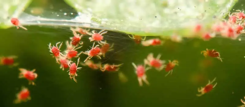 Propargite Propargite
