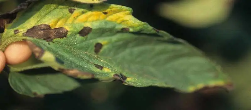 Prochloraz Prochloraz