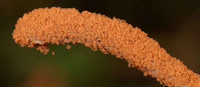 Propargite