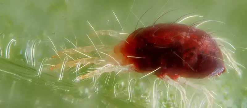 Propargite 
