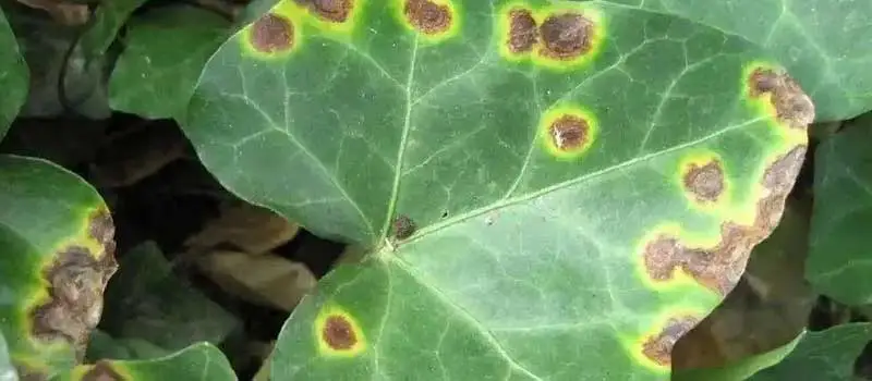 Dimethomorph