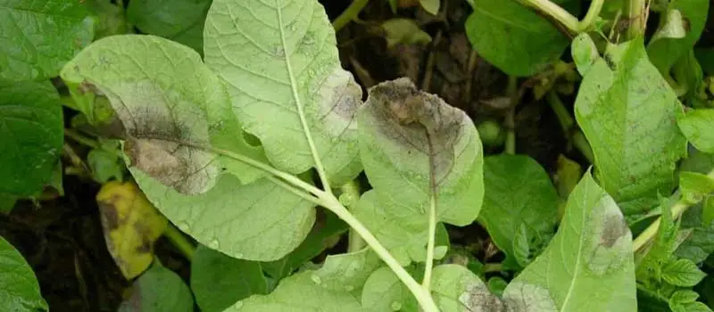 chlorothalonil chlorothalonil