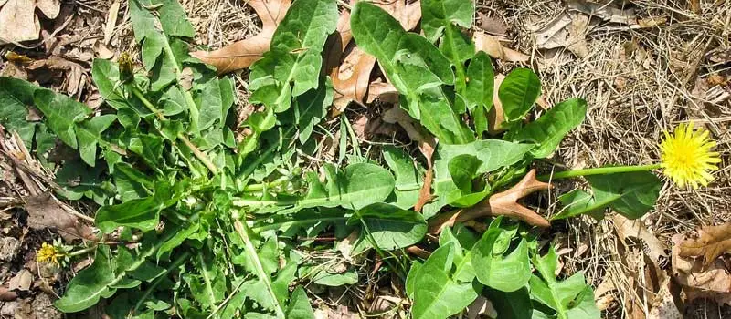 Dicamba
