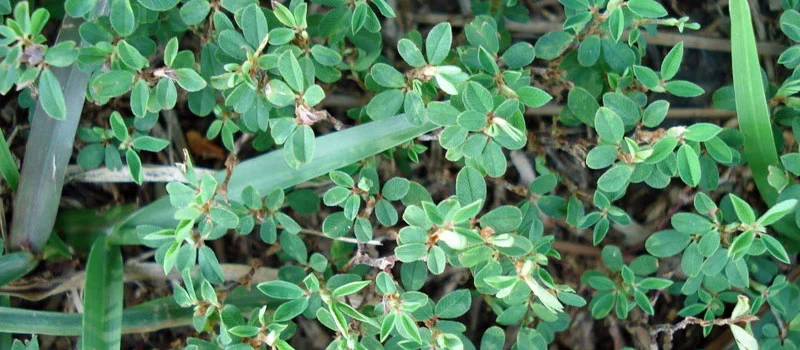 Dicamba Dicamba