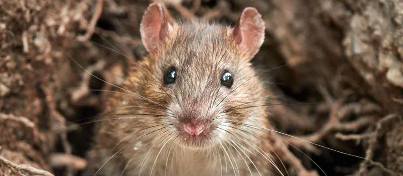 rat killer bait poison