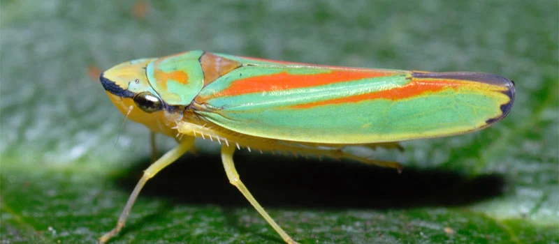 Fenobucarb Fenobucarb