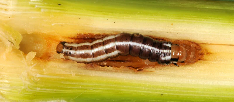 Fenobucarb Fenobucarb