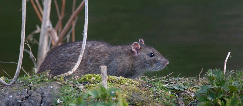 Rat Killer Bait Poison