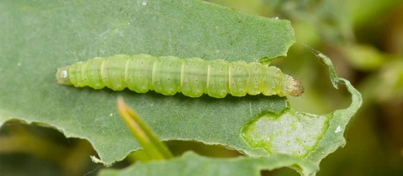 Bacillus Subtilis Insecticide