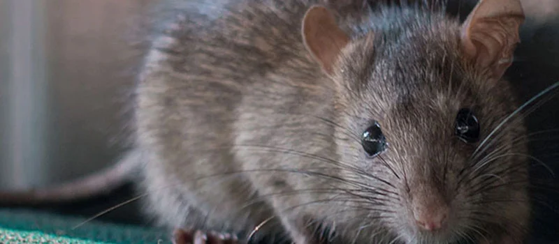 Rat Killer Bait Poison