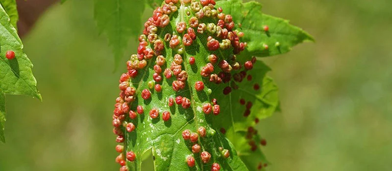 Fenpyroximate 