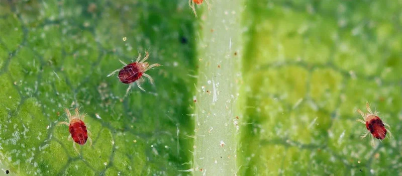 Acaricide Pyridaben