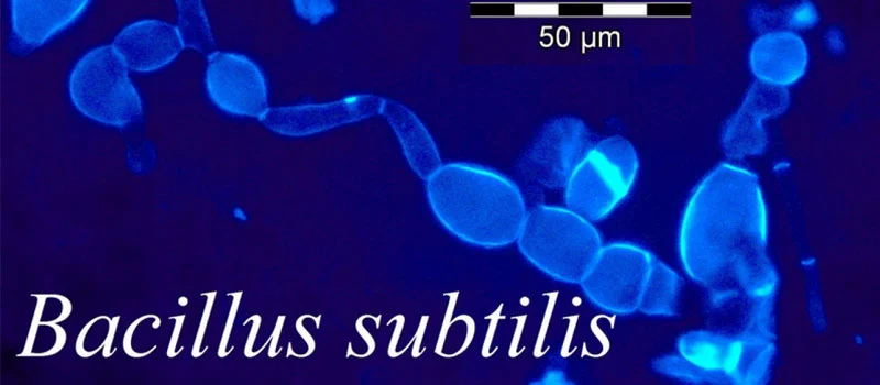 Bacillus Subtilis Bacillus Subtilis