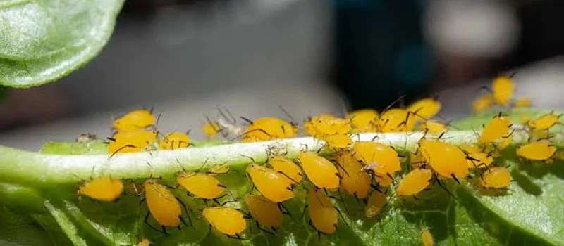 Acephate Acephate