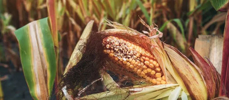 carbendazim carbendazim