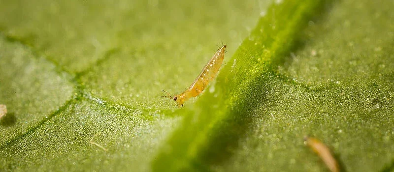 Triazophos Triazophos